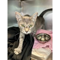 adopt-pet