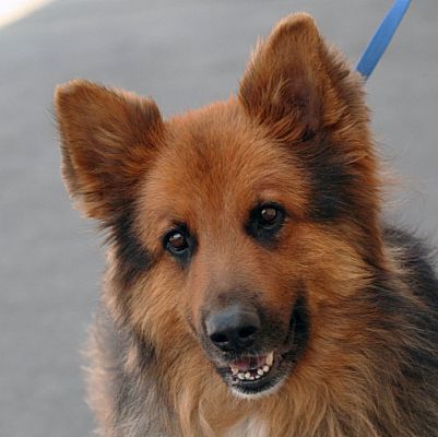 Palmdale, CA - Shepherd (Unknown Type). Meet Big Buddy a ...