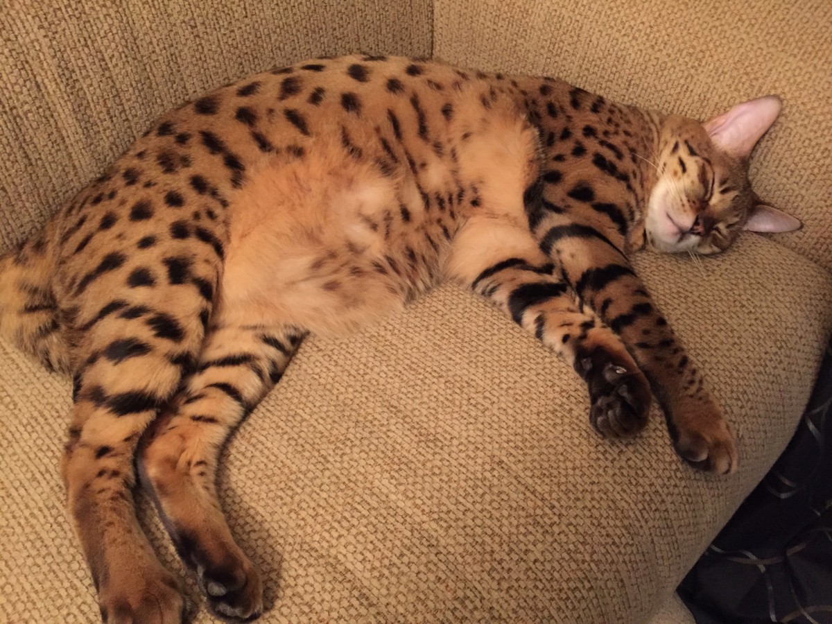 Adopt Pika A Spotted Tabby/Leopard Spotted Bengal / Mixed (medium Coat