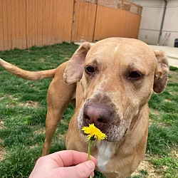Photo of Rosie