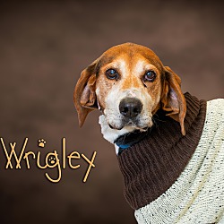 Photo of Wrigley