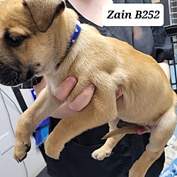 Thumbnail photo of Zain B252 #2