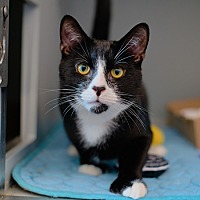 adopt a pet