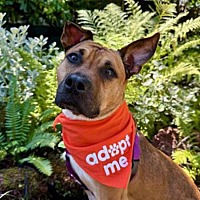adopt a pet