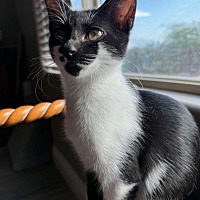 adopt a pet