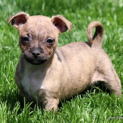 Boston terrier dachshund sales