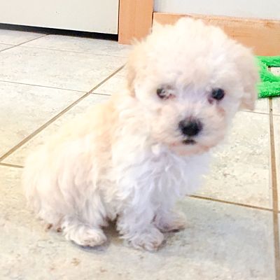 maltese poodle mix rescue