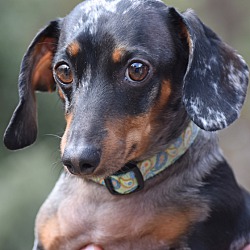 Thumbnail photo of Adoptable wieners since 1991! #4