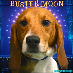 Photo of Buster Moon