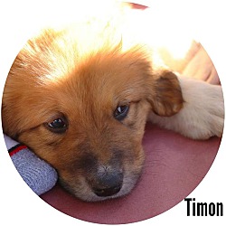 Photo of Puppy Timon