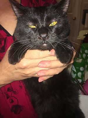 Surprise Az American Bobtail Meet Shadow A Pet For Adoption