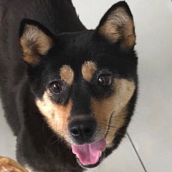 Shiba Inu Puppies For Sale In Los Angeles California
