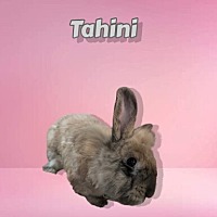 Photo of Tahini (bonded to Panini)