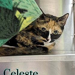 Thumbnail photo of Celeste #2