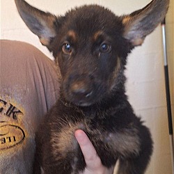 Thumbnail photo of Leia pup 3 - Leo - adoption pending #2