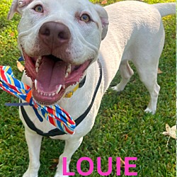 Thumbnail photo of Louie #1