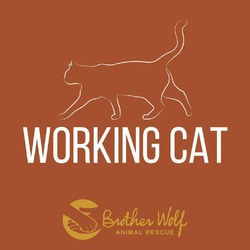 Thumbnail photo of Honey BBQ - Working Cat #2