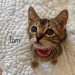 Thumbnail photo of Tamlin ("Tam") #1