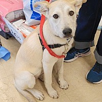 adopt a pet
