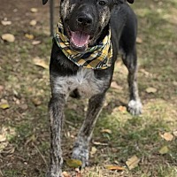 adopt-pet