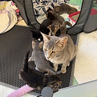 adopt a pet
