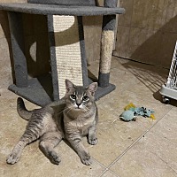adopt a pet