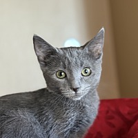 adopt a pet