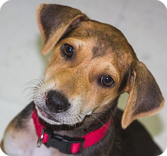 catahoula beagle mix for sale