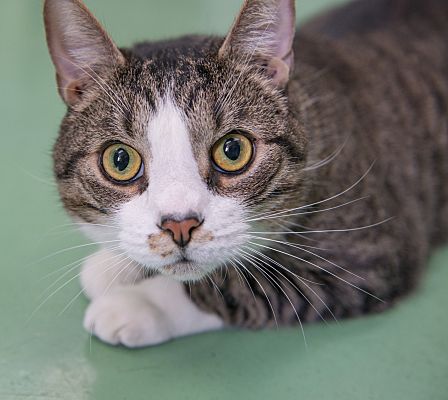 New York, NY - Domestic Shorthair. Meet Ricardo a Pet for Adoption ...