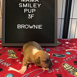 Thumbnail photo of Brownie #4