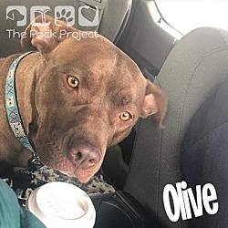 Thumbnail photo of Olive #2