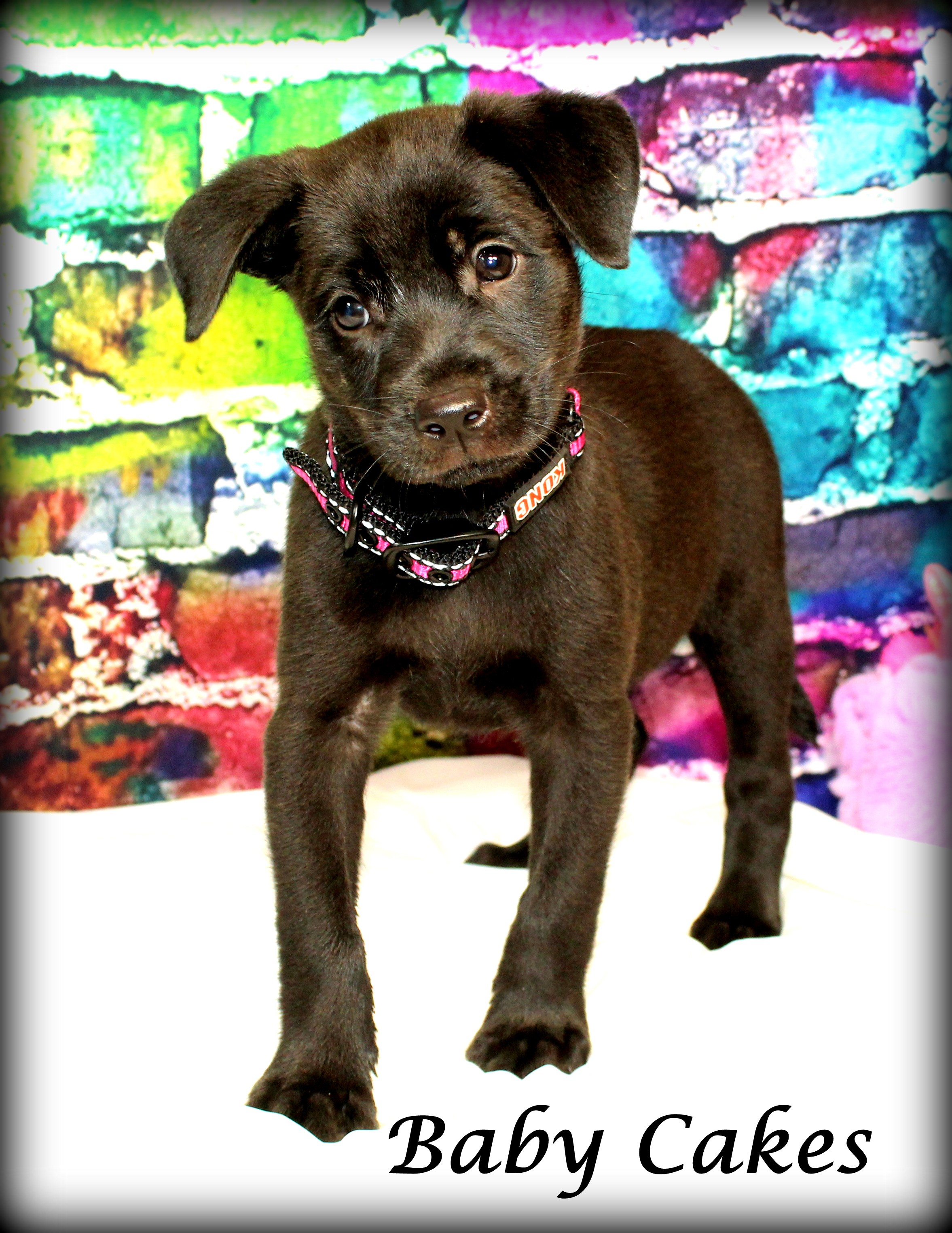 Adopt Baby Cakesadopted! a Black Labrador Retriever / Boston Terrier