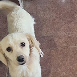 charlie's little dog house