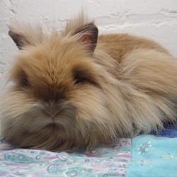 Thumbnail photo of Toffee #3