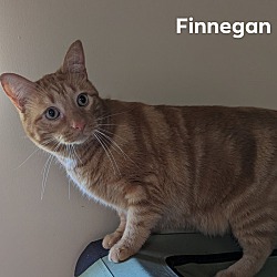 Thumbnail photo of Finnegan #2