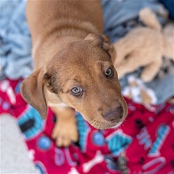 Thumbnail photo of Caribou Pup - Novaya - Adopted! #1