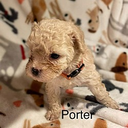 Thumbnail photo of Porter #2