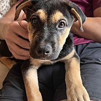 adopt a pet