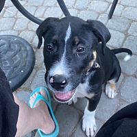 adopt a pet