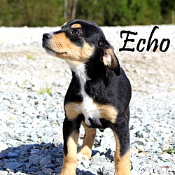 Thumbnail photo of Echo~adopted! #3