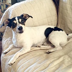Photo of Riley the jack russell/rat terrier