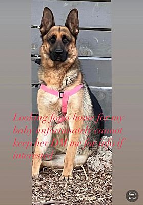 Los Angeles, Ca - Shepherd (unknown Type). Meet Molly A Pet For 