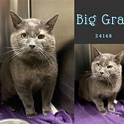 Thumbnail photo of Big Gray - $55 Adoption Fee Special #1