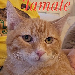 Thumbnail photo of Tamale and Cayenne #1