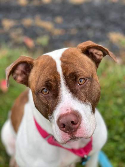 Syracuse, NY - American Pit Bull Terrier. Meet Missy a Pet for Adoption ...