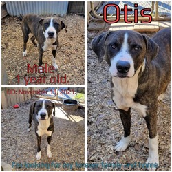Thumbnail photo of Otis #3