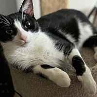 adopt a pet