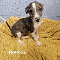 Thumbnail photo of Frankie #2