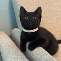 adopt-pet