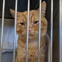 adopt-pet